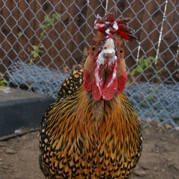 Meet your Posher, Jasmine - Picture 1 of 1